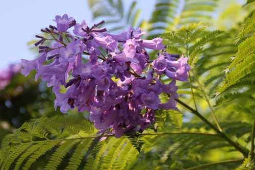 �W���J�����_�A�炭�₱�̉Ԋ�