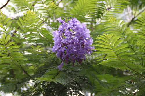 �W���J�����_�A�炭�₱�̉Ԋ�