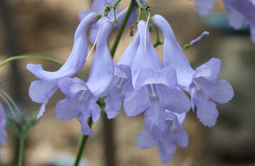 �W���J�����_�A�炭�₱�̉Ԋ�