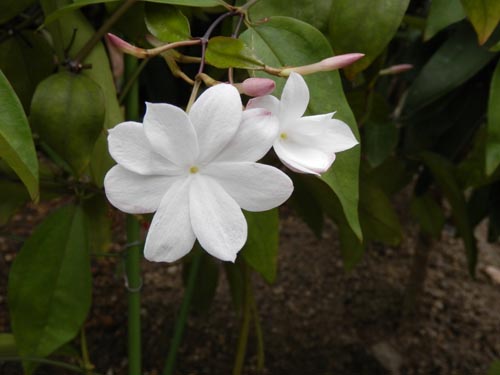 �W���X�~�i���E���b�N�X�A�炭�₱�̉Ԋ�