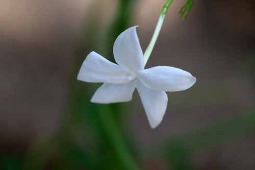 �W���X�~�i���E���b�N�X�A�炭�₱�̉Ԋ�