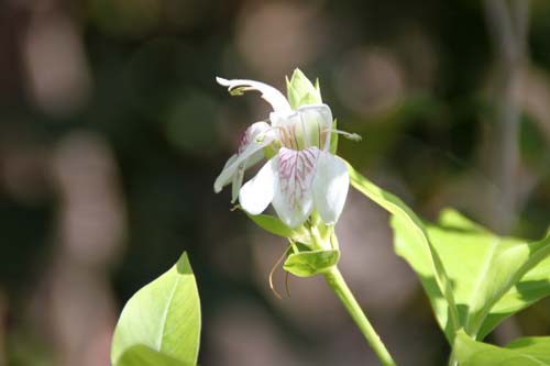 �W���X�e�B�V�A�E�A�h�n�g�_�A�炭�₱�̉Ԋ�