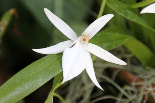 �W�������A�E�A���L�i���^�A�炭�₱�̉Ԋ�