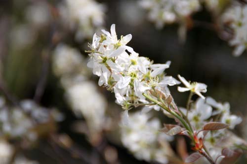 �W���[���ׂ�A�炭�₱�̉Ԋ�