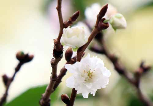 �W���E�K�c�U�N���A�ߌ��Βn����