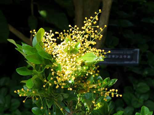 �W�������A�炭�₱�̉Ԋ�