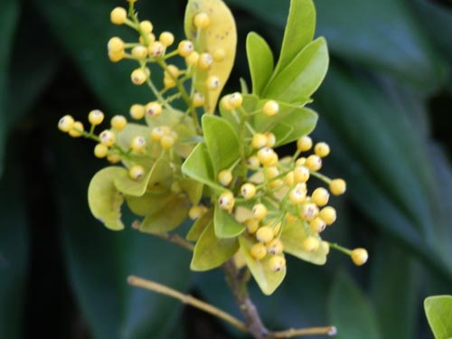 �W�������A�炭�₱�̉Ԋ�