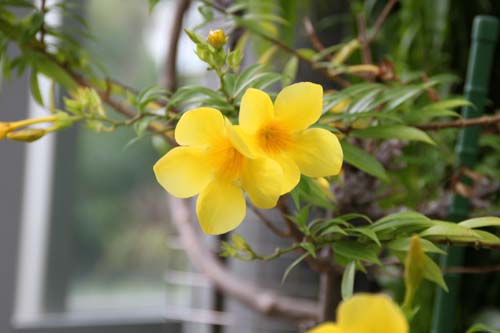 �W�������A�炭�₱�̉Ԋ�