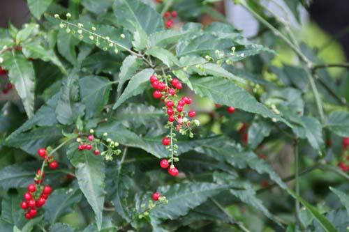 �W���Y�T���S�A�炭�₱�̉Ԋ�