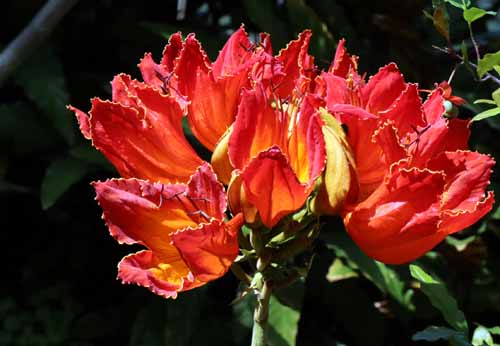 �J�G���{�N�A�炭�₱�̉Ԋ�