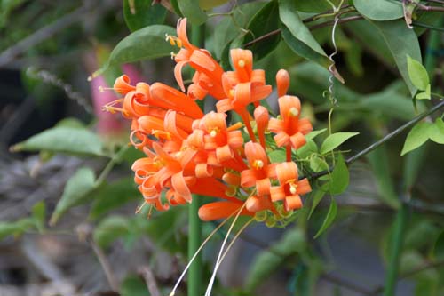 �J�G���J�Y���A�炭�₱�̉Ԋ�