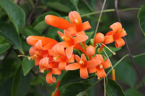 �J�G���J�Y���A�炭�₱�̉Ԋ�