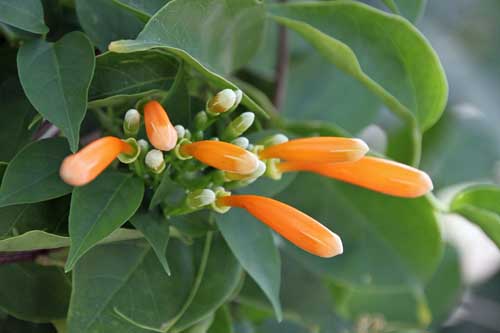 �J�G���J�Y���A�炭�₱�̉Ԋ�