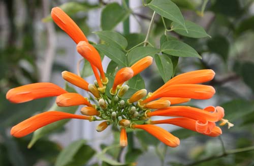 �J�G���J�Y���A�炭�₱�̉Ԋ�