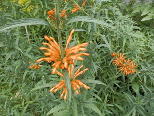 �J�G���L�Z���^�A�炭�₱�̉Ԋ�