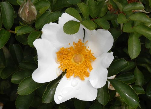 �J�J�����o���A�炭�₱�̉Ԋ�