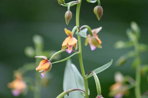 �J�L�����A�炭�₱�̉Ԋ�