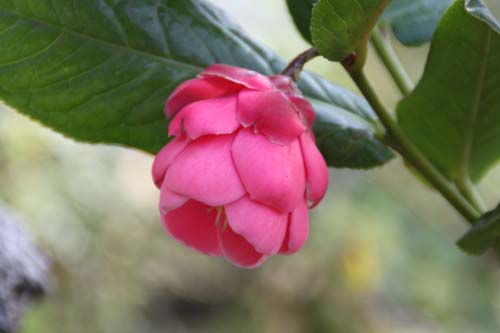 �J�����A�A�炭�₱�̉Ԋ�