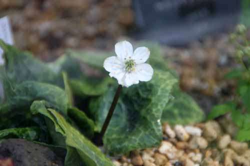 �J���A�V�I�E�����A�炭�₱�̉Ԋ�