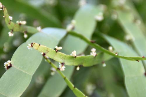 �J���L�`�N�A�炭�₱�̉Ԋ�