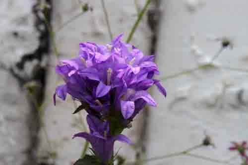 �J���p�k���E�O�������^�A�炭�₱�̉Ԋ�