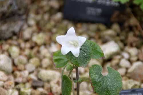 �J���p�k���E�}�J�V���r���A�炭�₱�̉Ԋ�