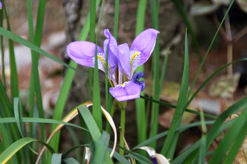 �J���U�L�A�����A�炭�₱�̉Ԋ�