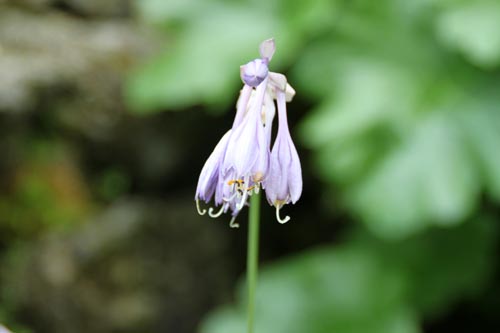 �J���U�V�M�{�E�V�A�ߌ��Βn����