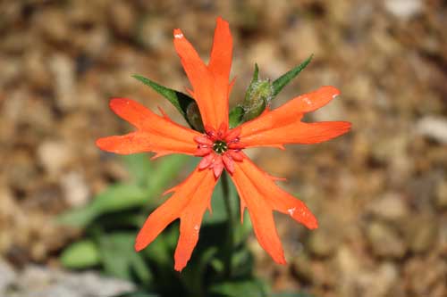 �J���t�g�G���r�Z���m�E�A�炭�₱�̉Ԋ�