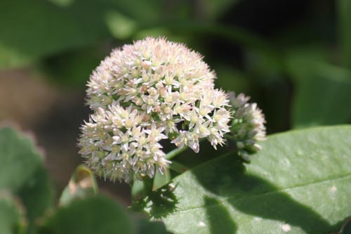 �J�����R�G�E�}���j�G���[�i�A�炭�₱�̉Ԋ�