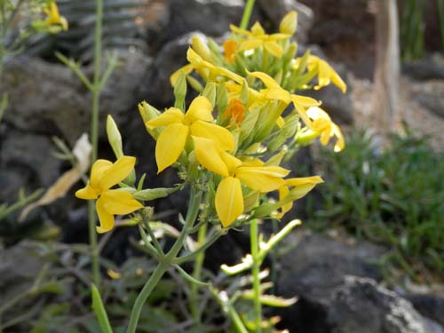 �J�����R�G�E���L�j�i�[�^�A�炭�₱�̉Ԋ�