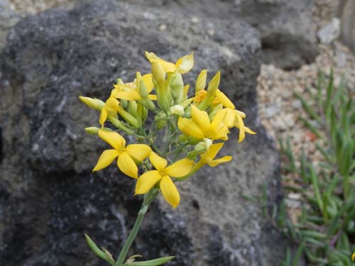 �J�����R�G�E���L�j�i�[�^�A�炭�₱�̉Ԋ�