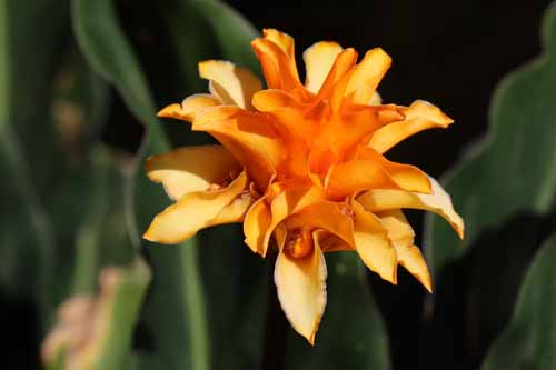 �J���e�A�E�N���J�[�^�A�炭�₱�̉Ԋ�