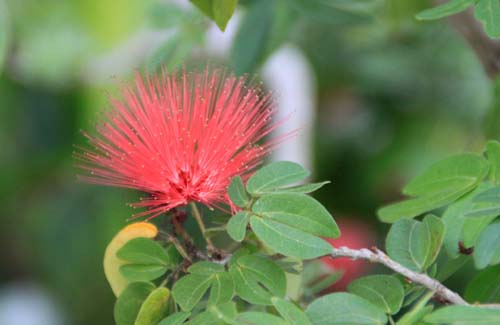 �J���A���h���E�G�}���M�i�^�A�炭�₱�̉Ԋ�