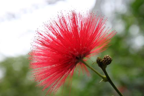 �J���A���h���E�n�G�}�g�P�t�@���A�炭�₱�̉Ԋ�