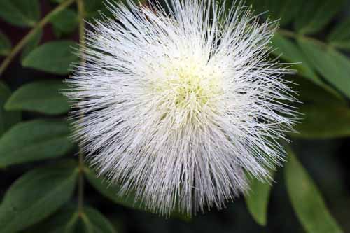 �J���A���h���E�n�G�}�g�P�t�@���A�炭�₱�̉Ԋ�