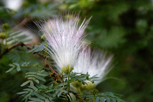 �J���A���h���E�X���i�����V�X�A�炭�₱�̉Ԋ�