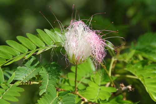 �J���A���h���E�X���i�����V�X�A�炭�₱�̉Ԋ�