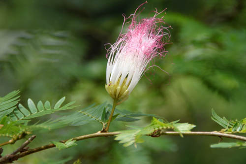 �J���A���h���E�X���i�����V�X�A�炭�₱�̉Ԋ�