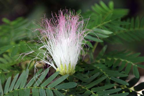 �J���A���h���E�X���i�����V�X�A�炭�₱�̉Ԋ�