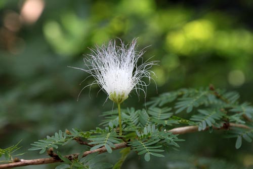 �J���A���h���E�X���i�����V�X�A�炭�₱�̉Ԋ�