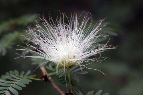 �J���A���h���E�X���i�����V�X�A�炭�₱�̉Ԋ�