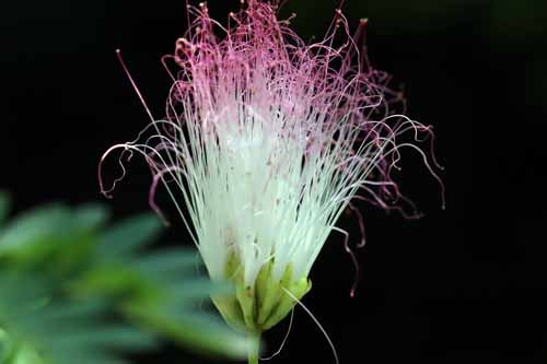 �J���A���h���E�X���i�����V�X�A�炭�₱�̉Ԋ�