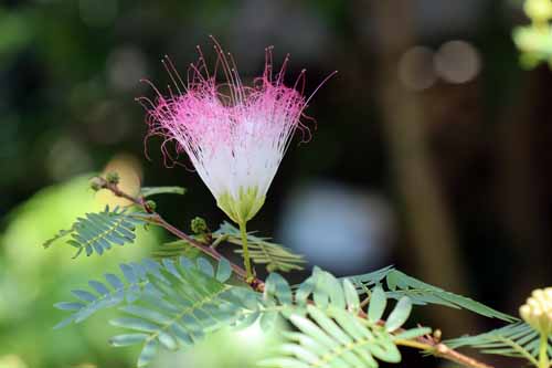 �J���A���h���E�X���i�����V�X�A�炭�₱�̉Ԋ�