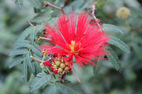 �J���A���h���E�g�E�B�[�f�B�[�A�炭�₱�̉Ԋ�