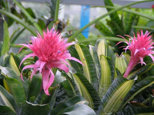 �J�����i�G�E�t�����h���A�A�炭�₱�̉Ԋ�