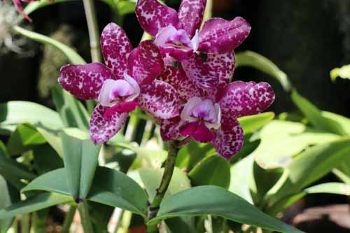 �J�g���A�E�f�B�P���A�A�炭�₱�̉Ԋ�