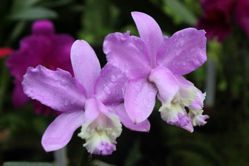 �J�g���A�E���f�B�M�V�[�A�炭�₱�̉Ԋ�