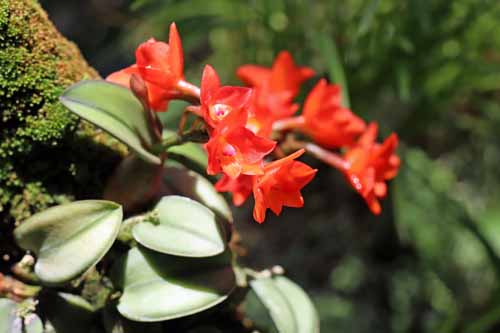 �J�g���A�E�Z���k�A�A�炭�₱�̉Ԋ�