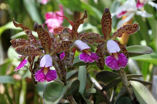 �J�g���A�E�V�����A�i�A�炭�₱�̉Ԋ�